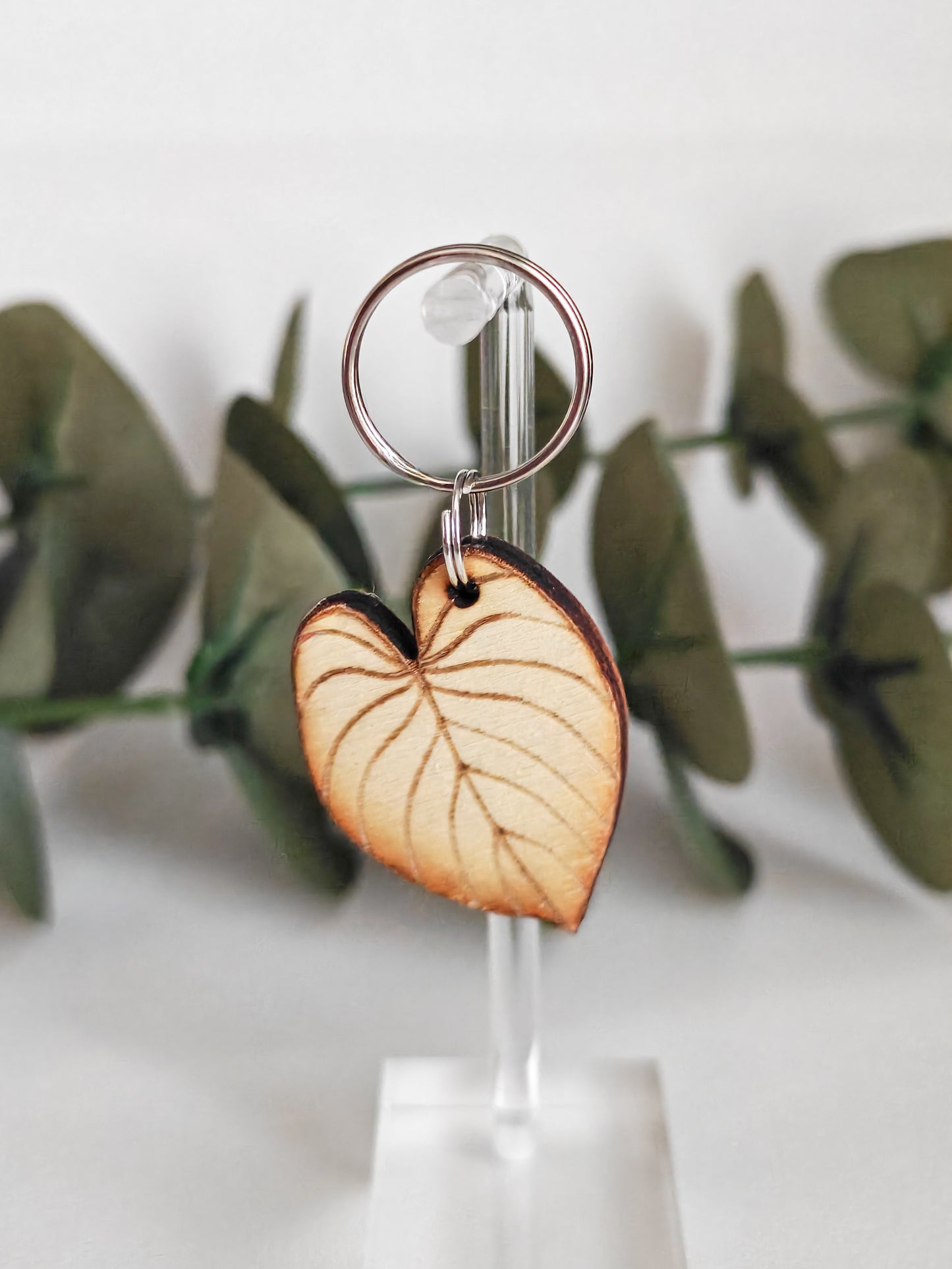 Philodendron avaimenperä