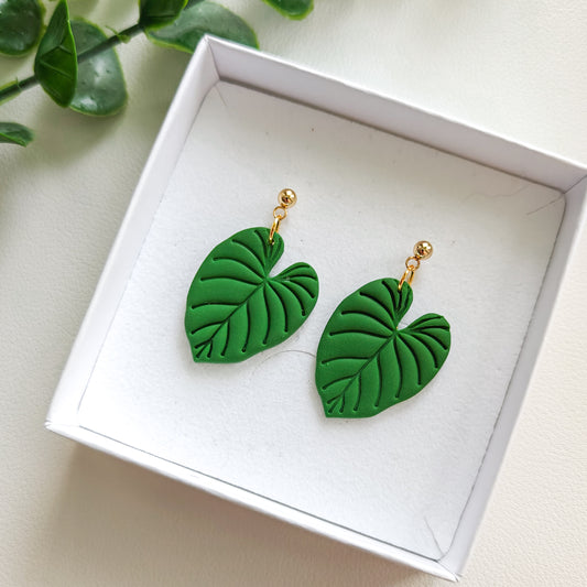 Philodendron